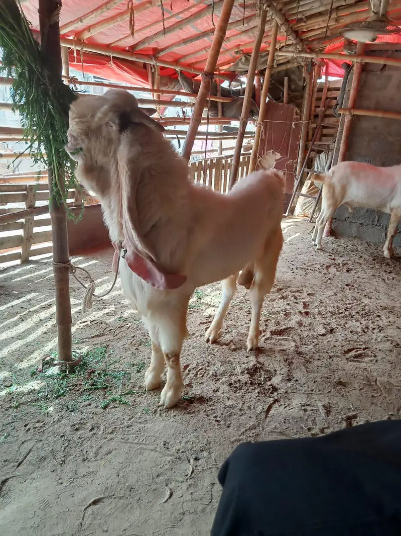 Breeder Male — photo 2