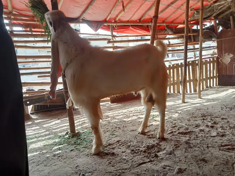 Breeder Male — photo 3