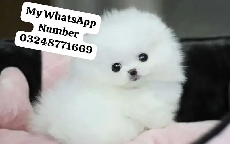 Pomeranian puppies for sale 2 month age