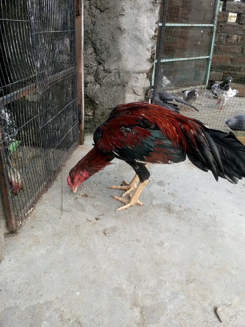 Aseel murgha for sell contact number 0318 5641496 — photo 2