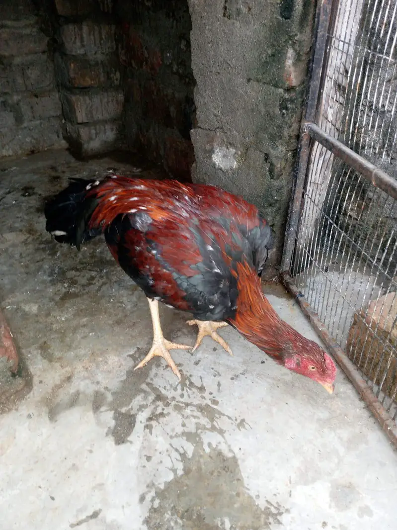 Aseel murgha for sell contact number 0318 5641496 — photo 3