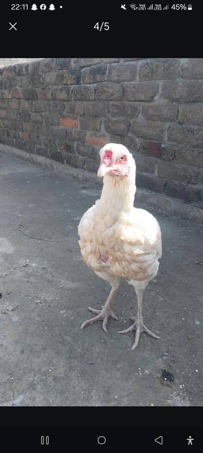 aseel hen