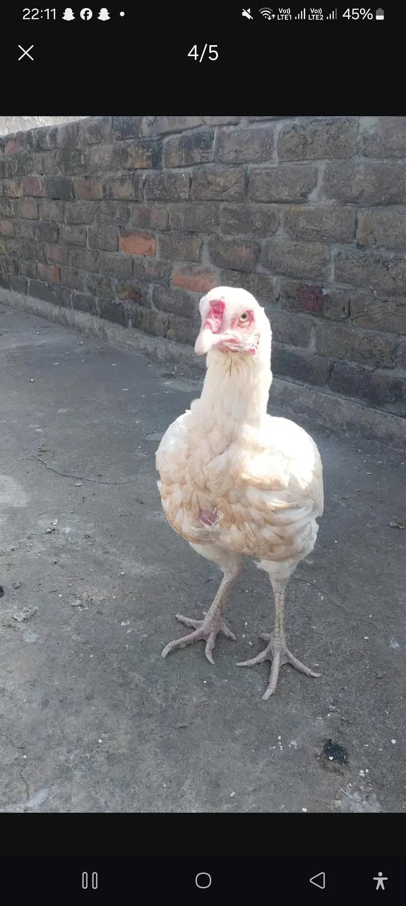 aseel hen 0