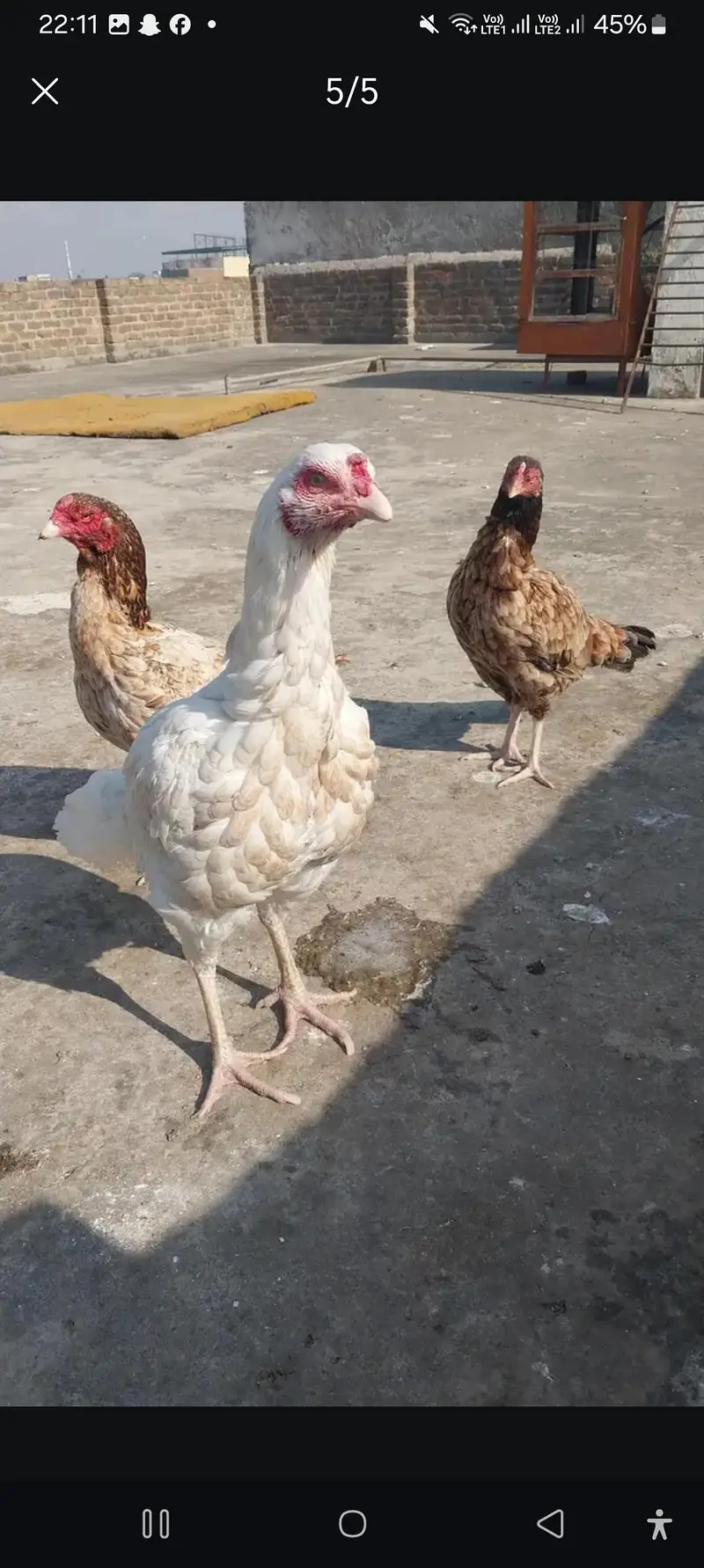 aseel hen — photo 2