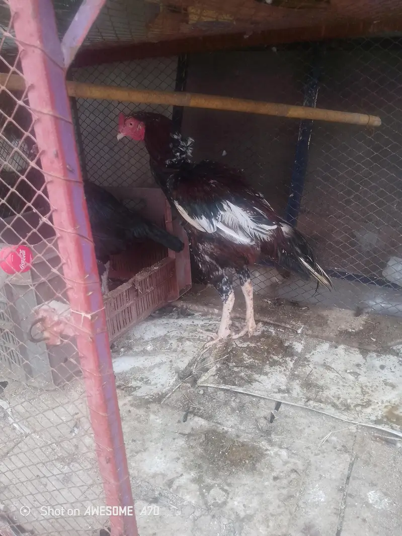 for sale call number 03247419417 — photo 6