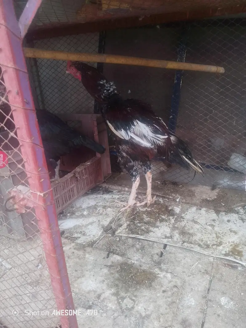 for sale call number 03247419417 — photo 9