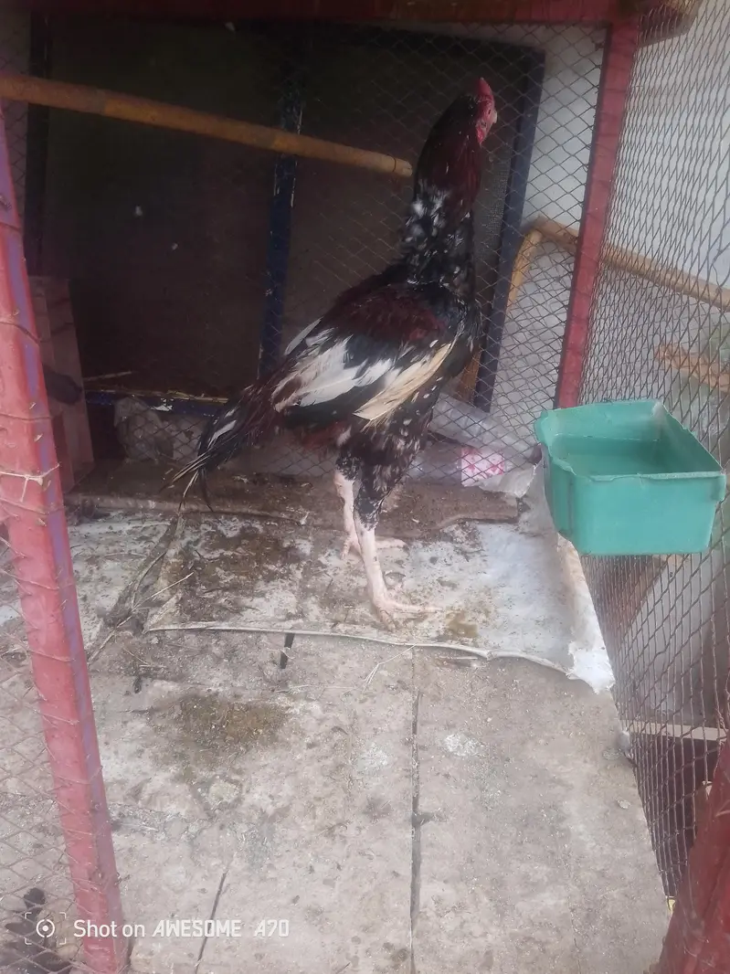 for sale call number 03247419417 — photo 11