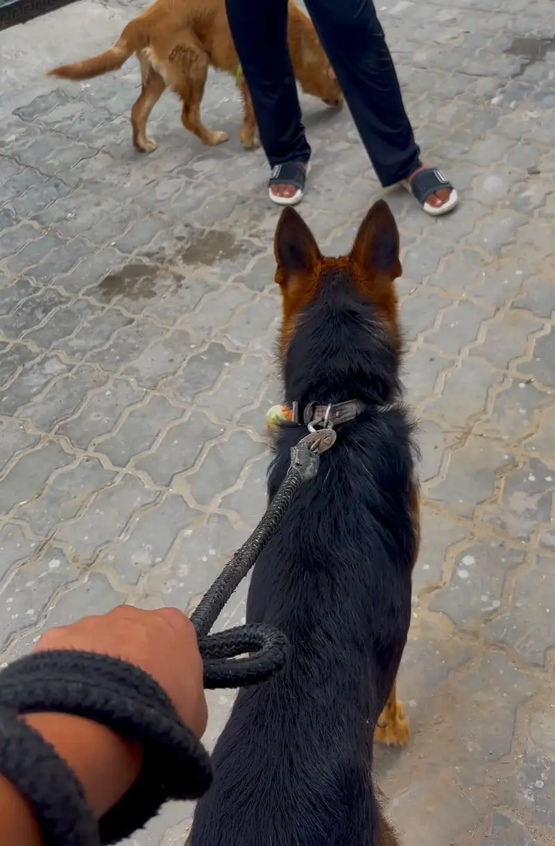 German shepherd single coat for sale