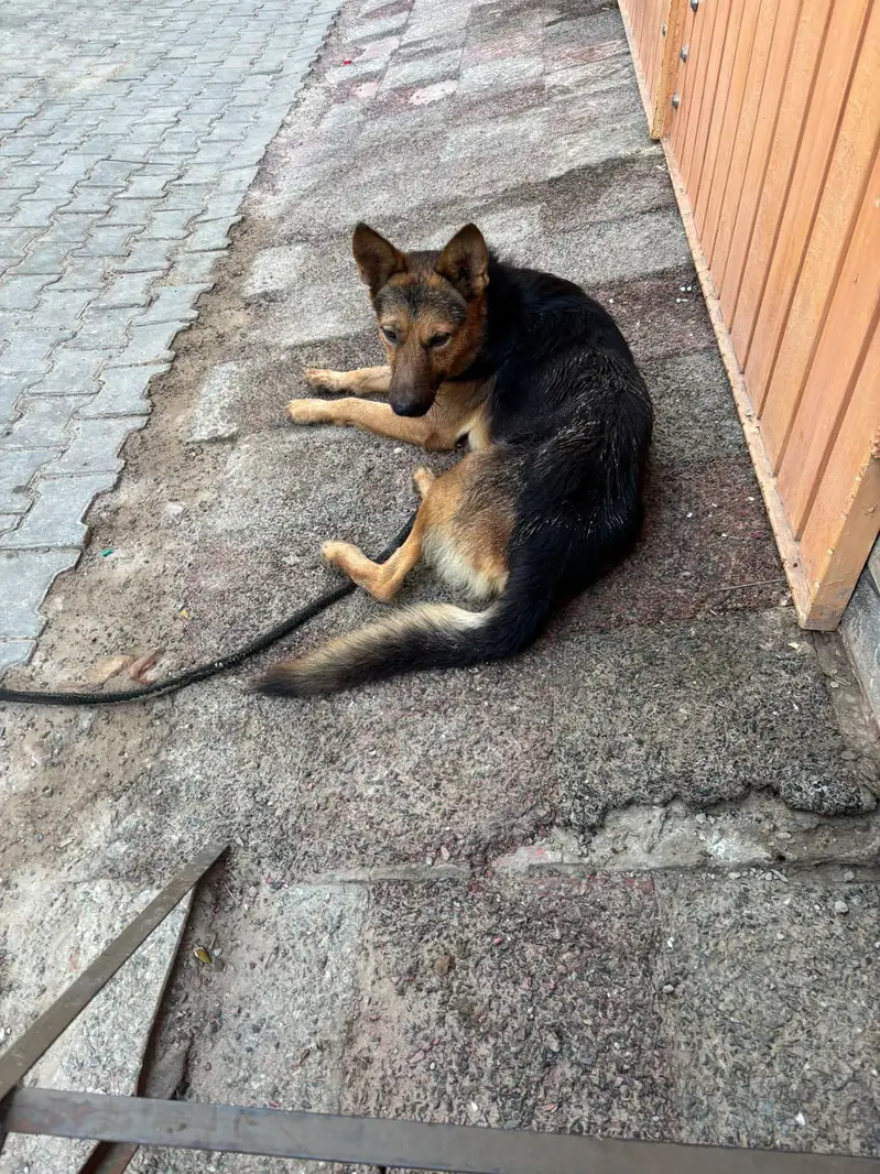 German shepherd single coat for sale — photo 2