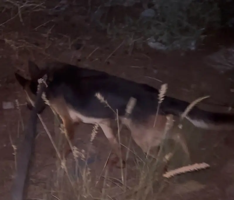 German shepherd single coat for sale — photo 3