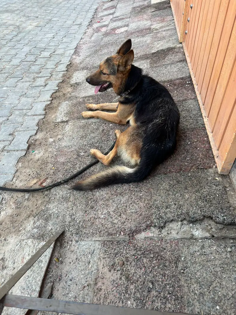 German shepherd single coat for sale — photo 4