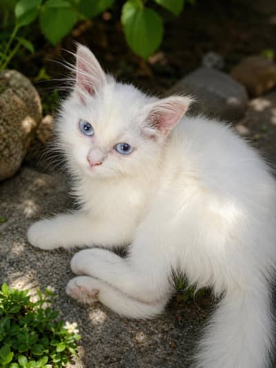 Persian KITTEN for sale BLUE eyes