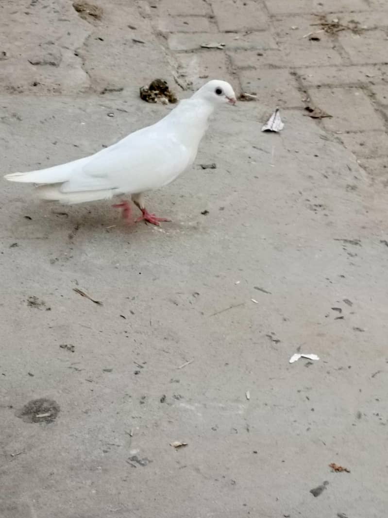 fancy bagri. sentent 3