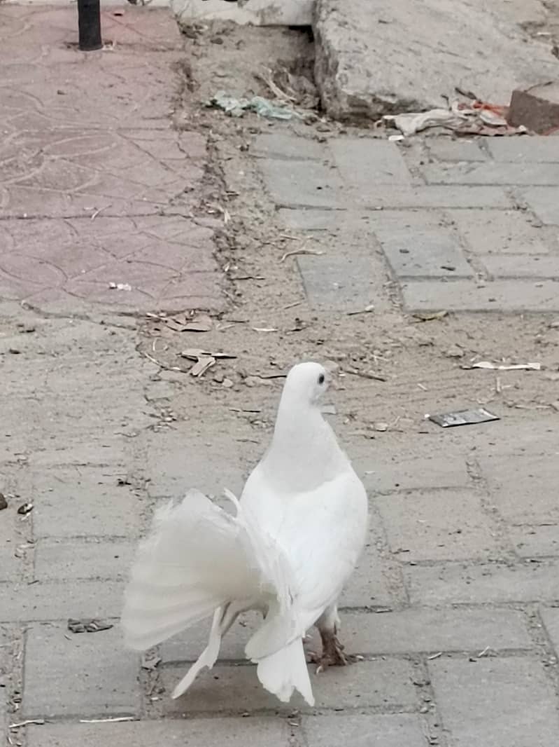 fancy bagri. sentent 4