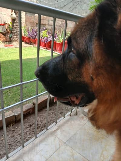 PEDIGREE AND PURE BREED GERMAN SHEPHERD MALE