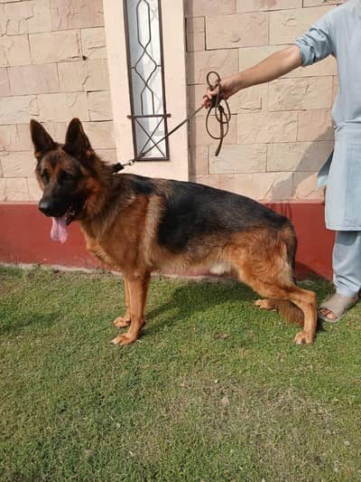 PEDIGREE AND PURE BREED GERMAN SHEPHERD MALE