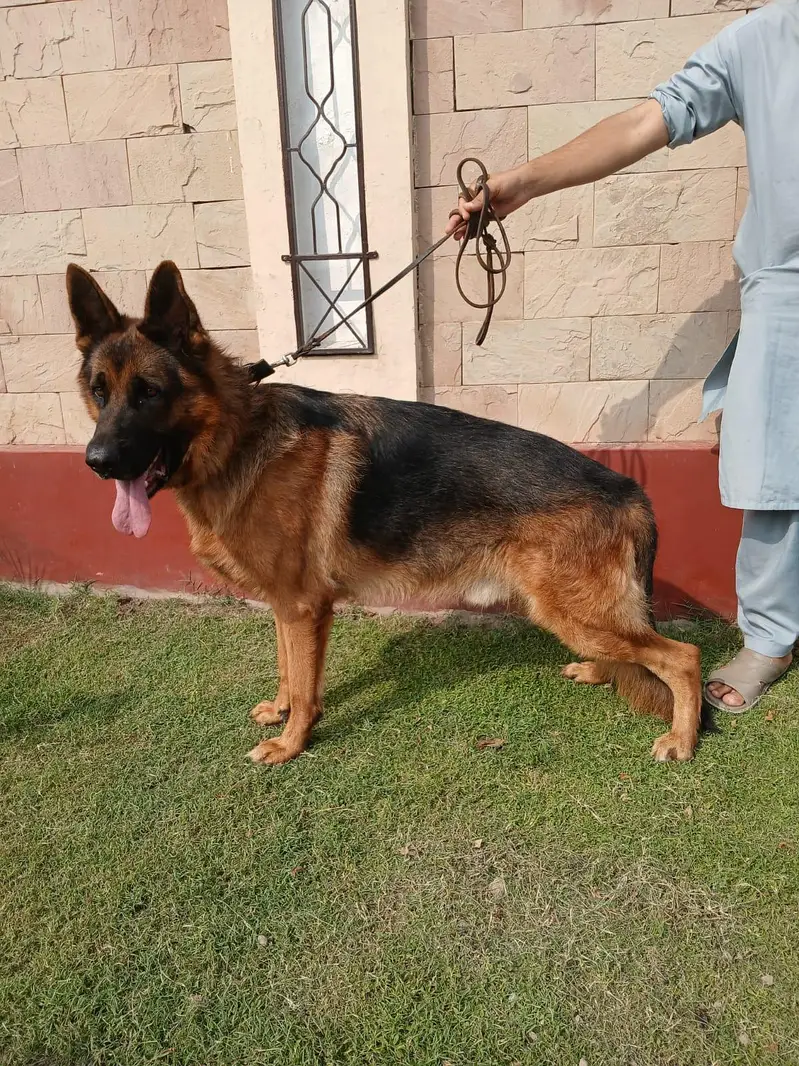 PEDIGREE AND PURE BREED GERMAN SHEPHERD MALE — photo 2