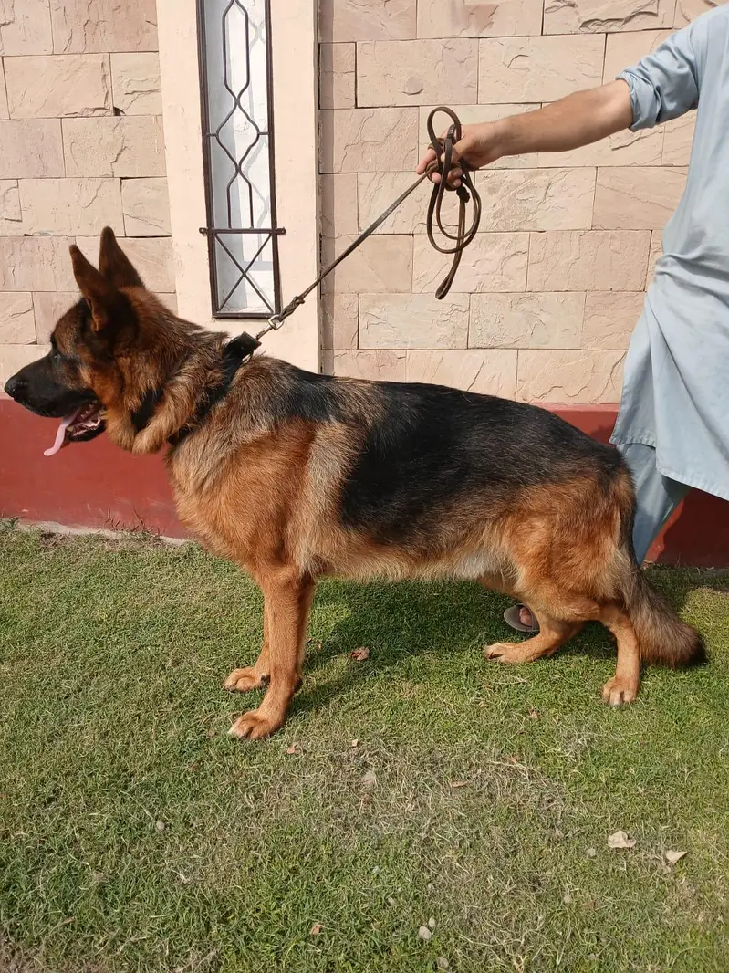 PEDIGREE AND PURE BREED GERMAN SHEPHERD MALE — photo 3