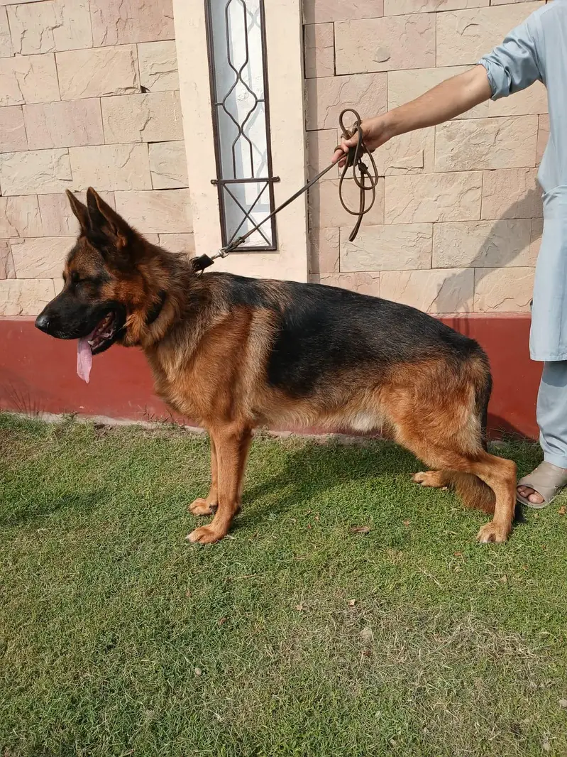 PEDIGREE AND PURE BREED GERMAN SHEPHERD MALE — photo 4