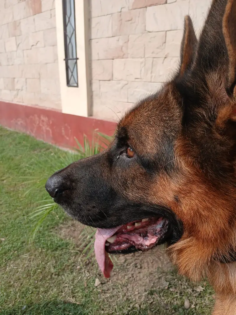 PEDIGREE AND PURE BREED GERMAN SHEPHERD MALE — photo 5
