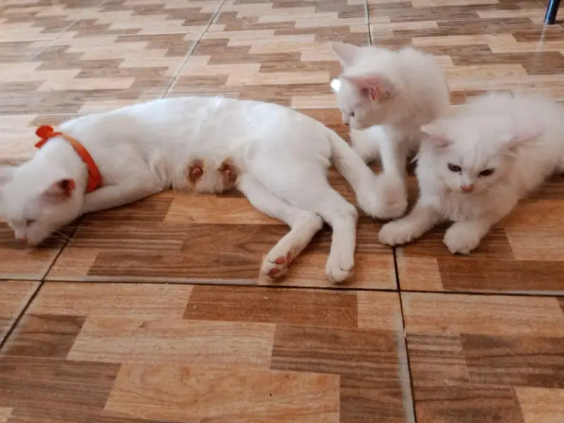 Mother with two kitten — photo 2