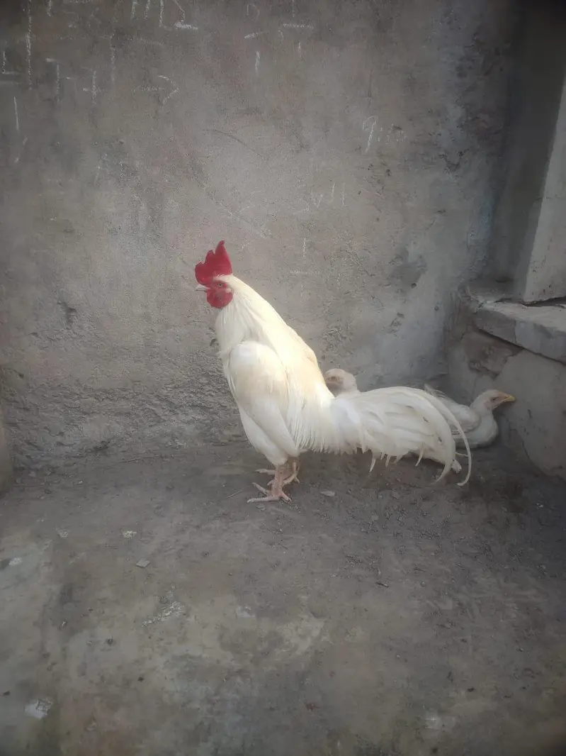 whit bangam — photo 2