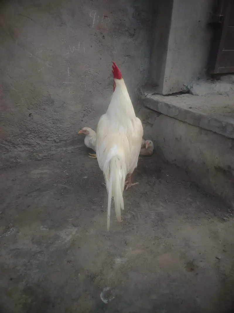 whit bangam — photo 3