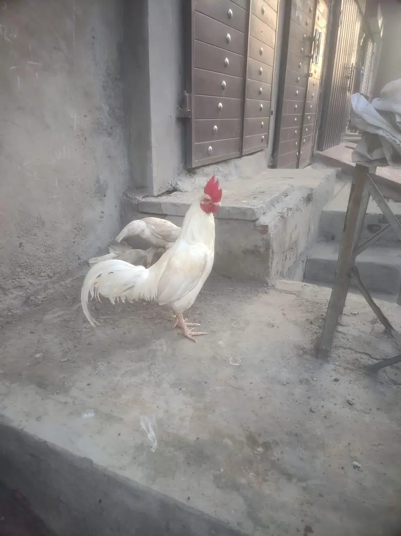 whit bangam — photo 4