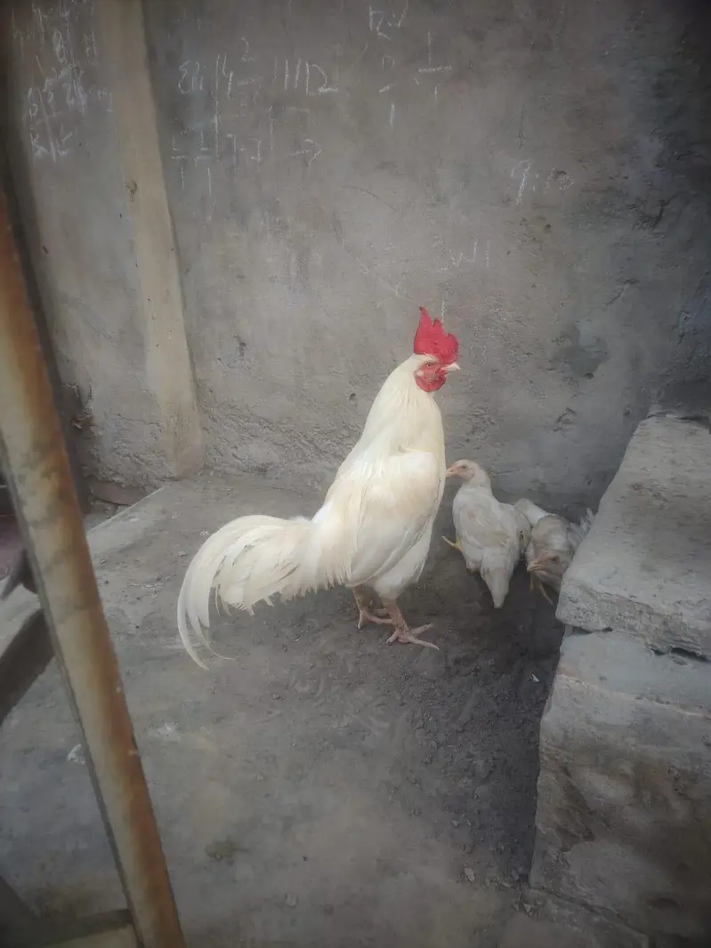 whit bangam — photo 5