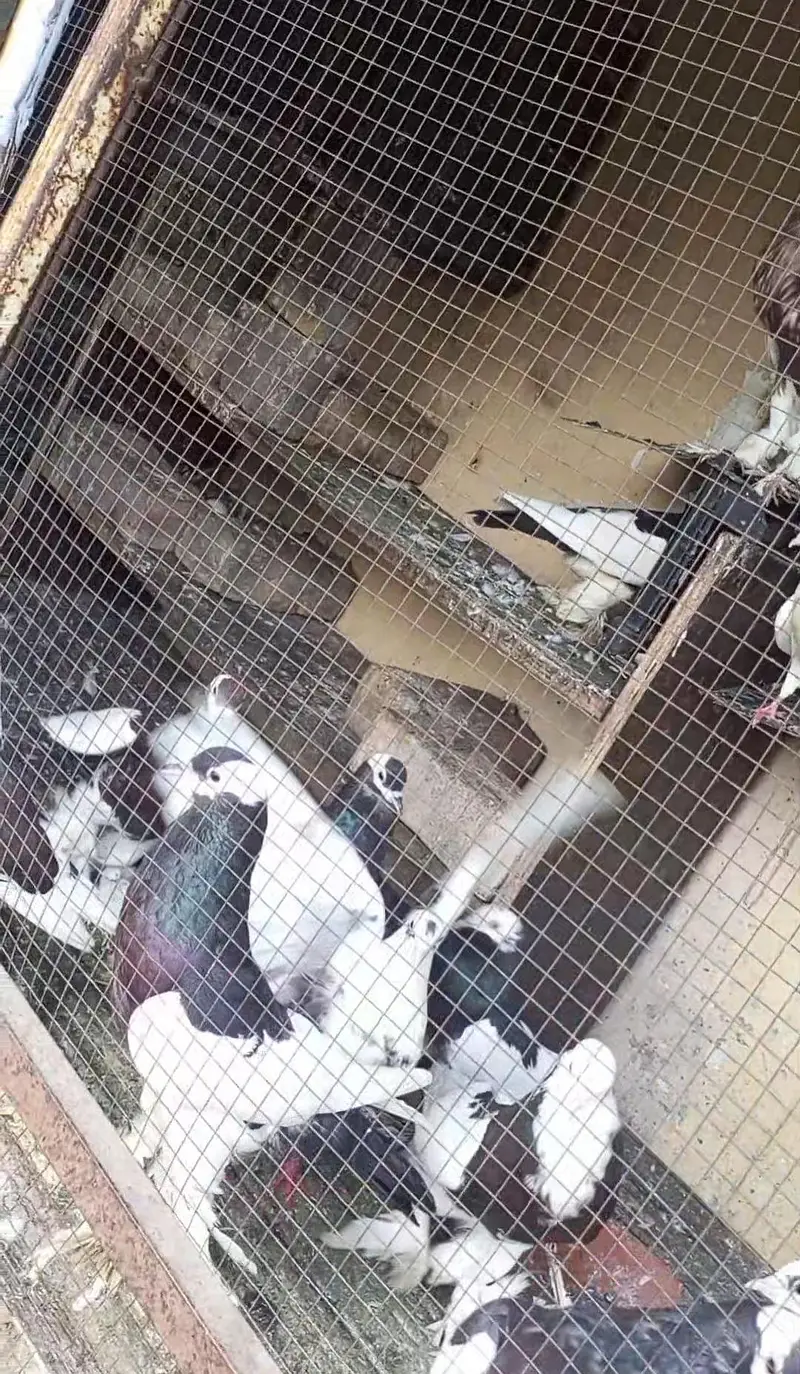 Magpie London Breed