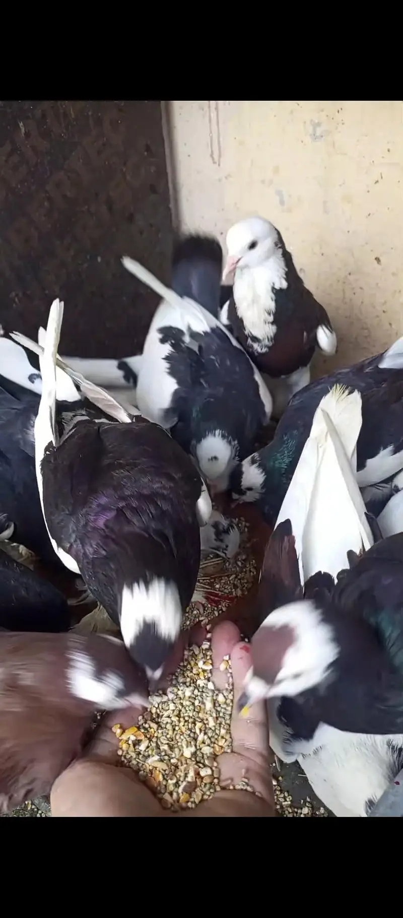 Magpie London Breed — photo 2