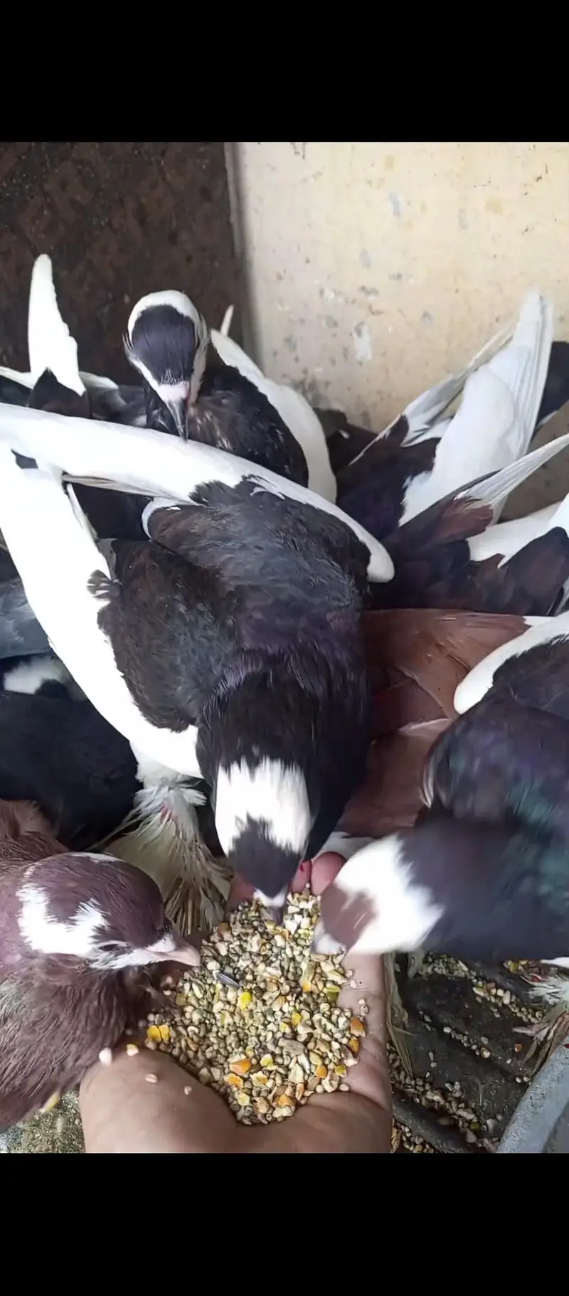 Magpie London Breed — photo 3