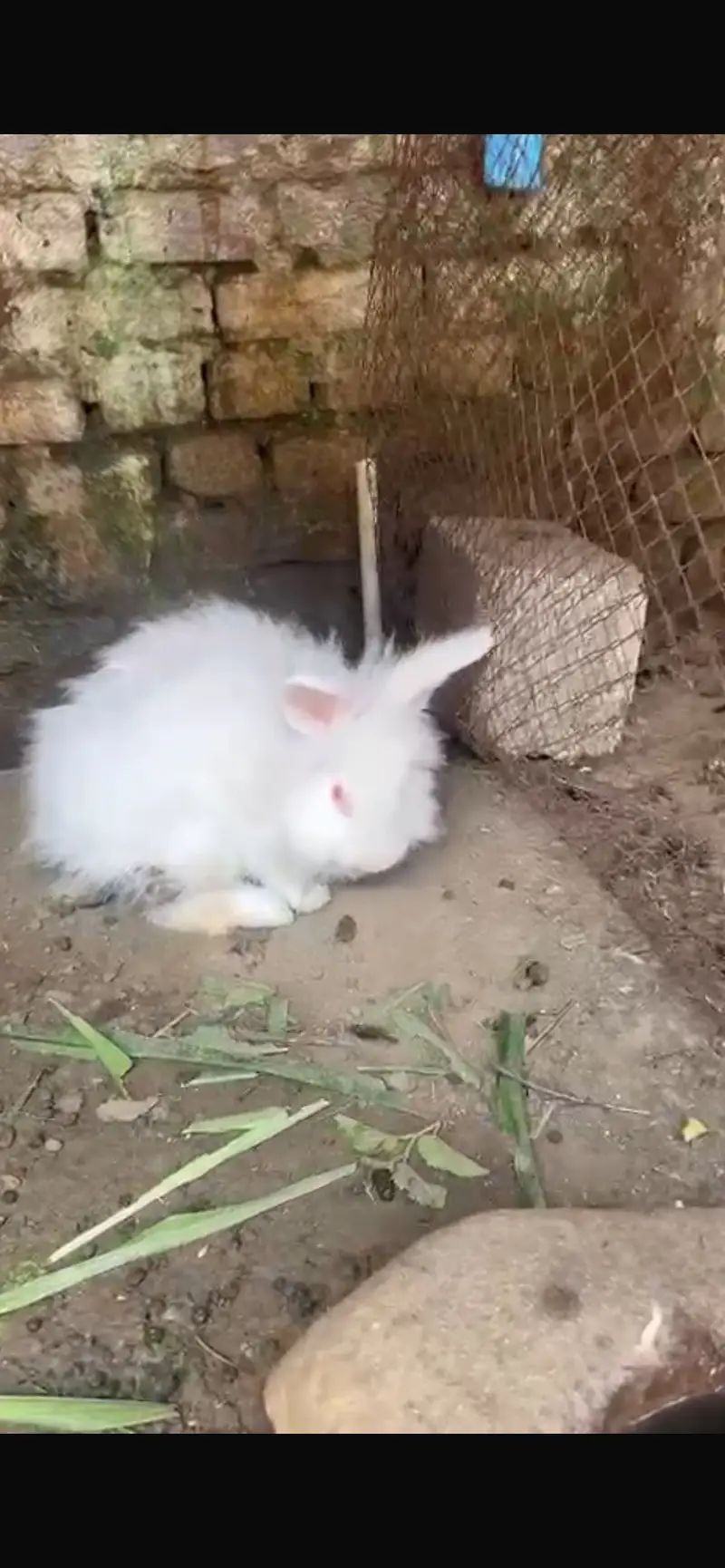 Fancy rabbit silky hair red eye