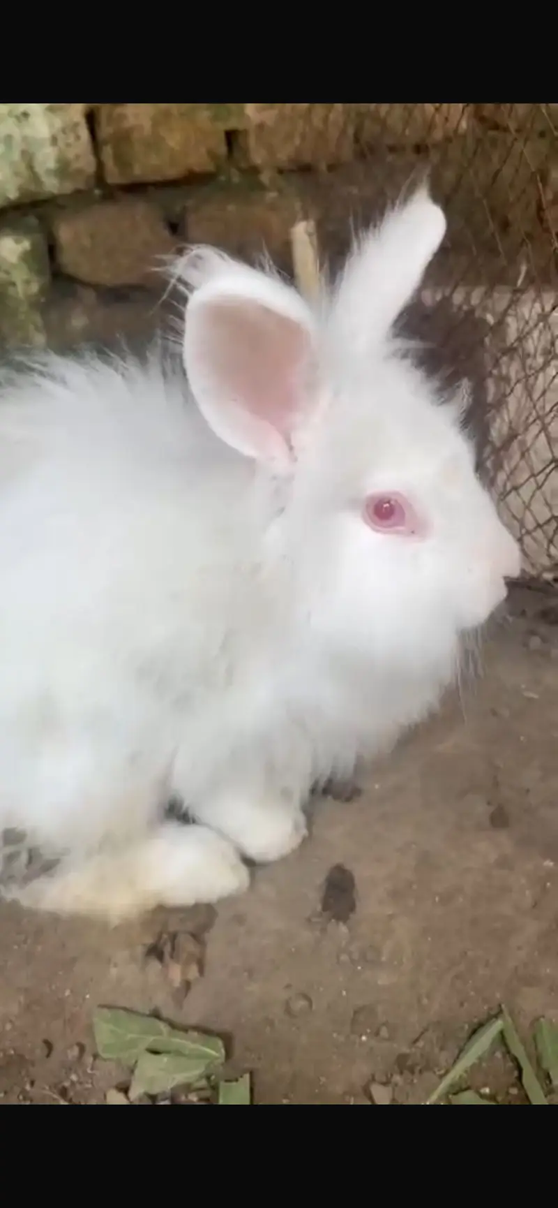 Fancy rabbit silky hair red eye — photo 2