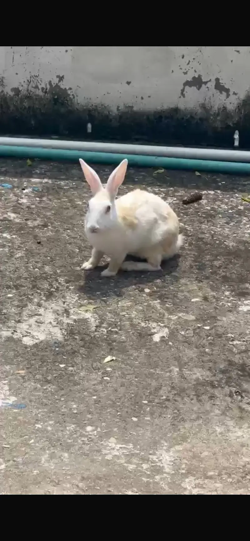Fancy rabbit silky hair red eye — photo 3