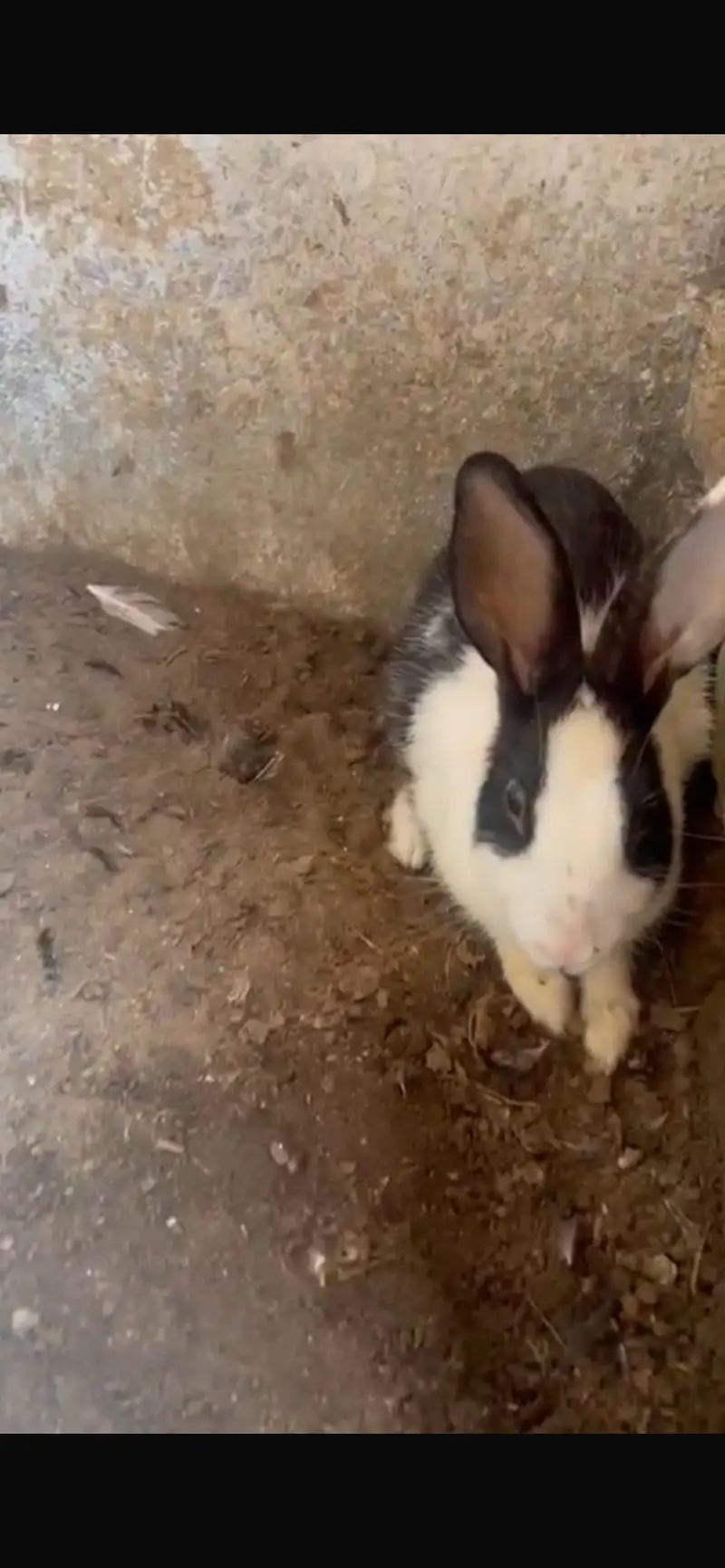Fancy rabbit silky hair red eye — photo 4
