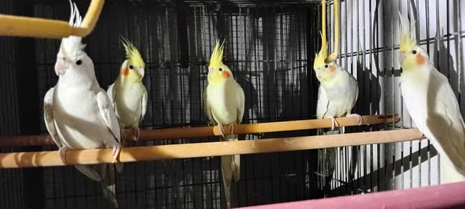 Cocktail And Ring Neck Breeder Pairs