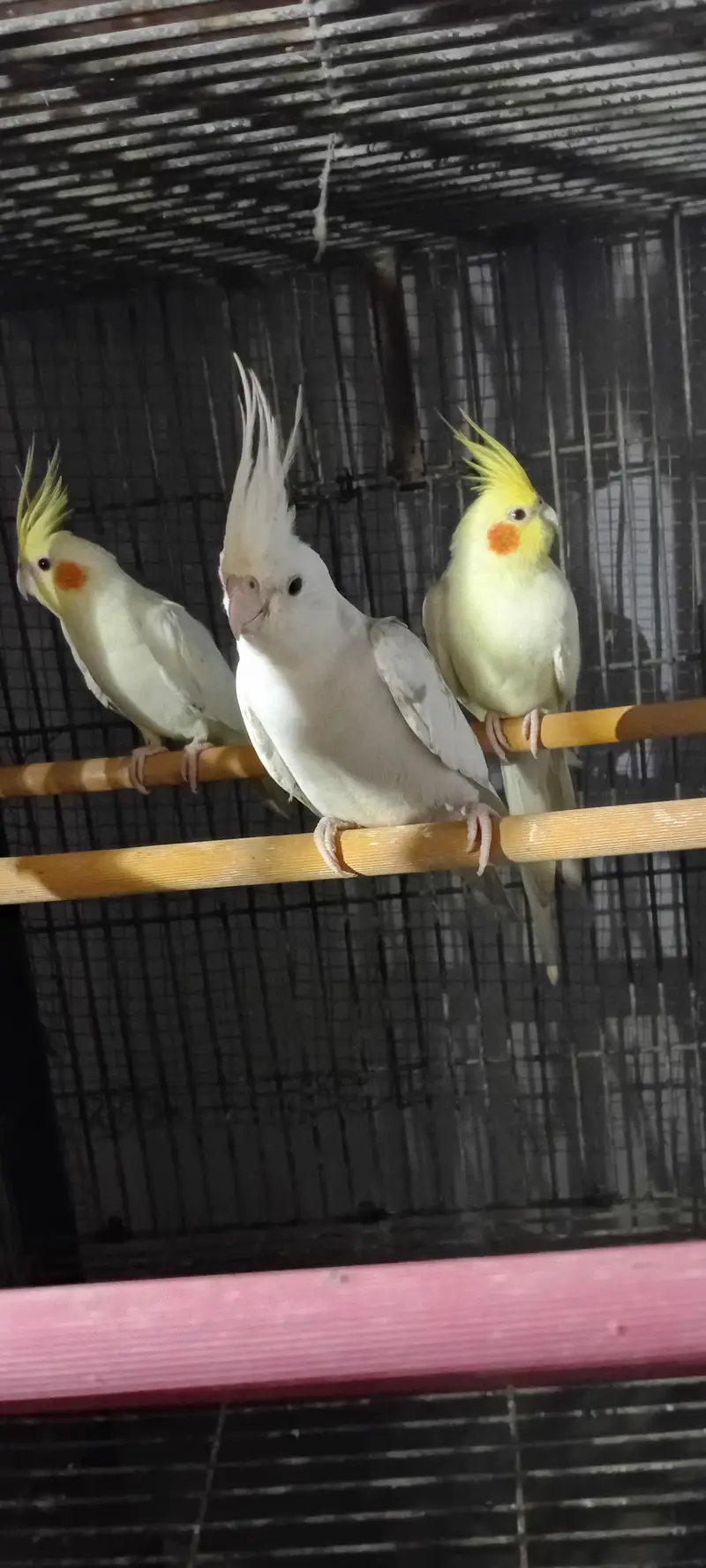 Cocktail And Ring Neck Breeder Pairs — photo 2
