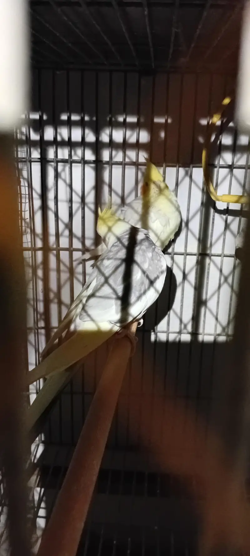 Cocktail And Ring Neck Breeder Pairs — photo 3