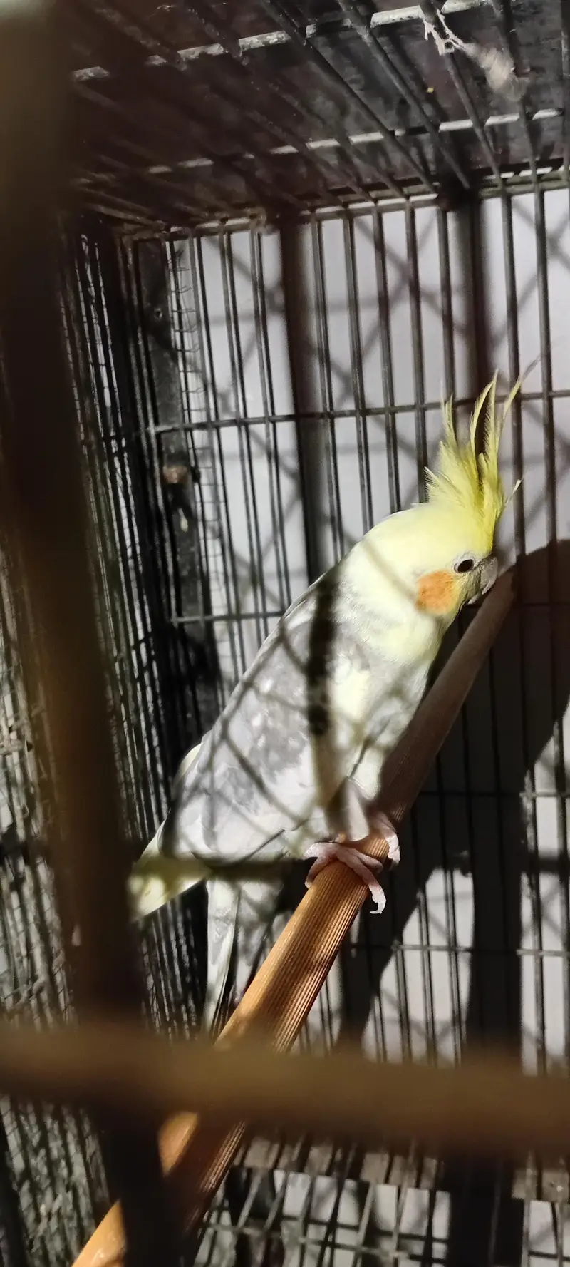 Cocktail And Ring Neck Breeder Pairs — photo 4