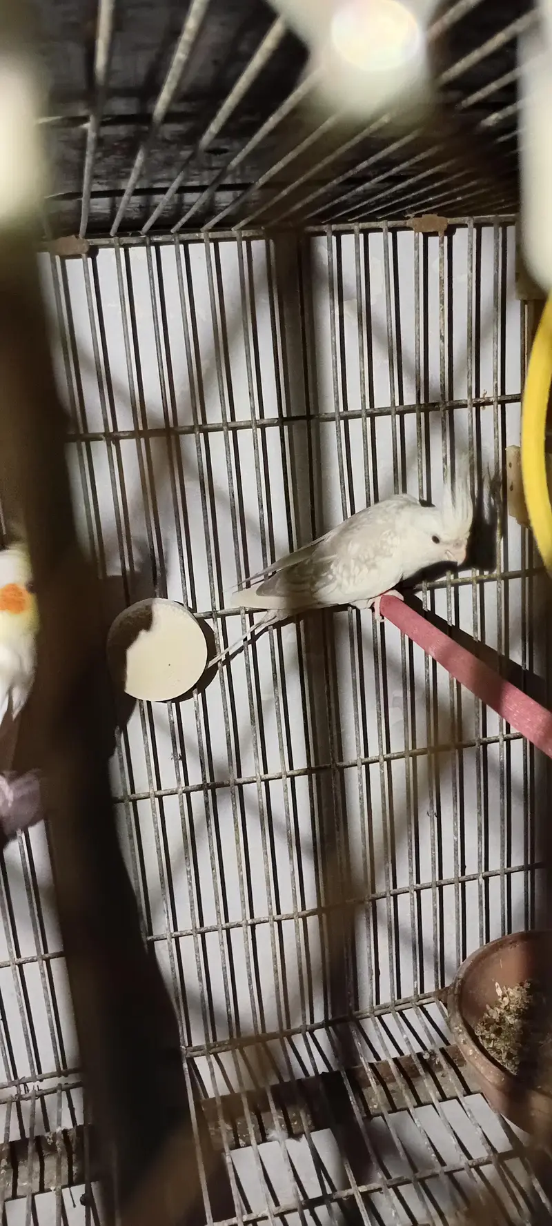 Cocktail And Ring Neck Breeder Pairs — photo 5