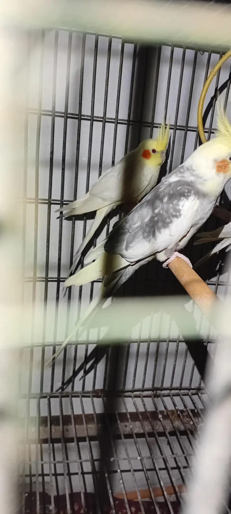 Cocktail And Ring Neck Breeder Pairs — photo 6