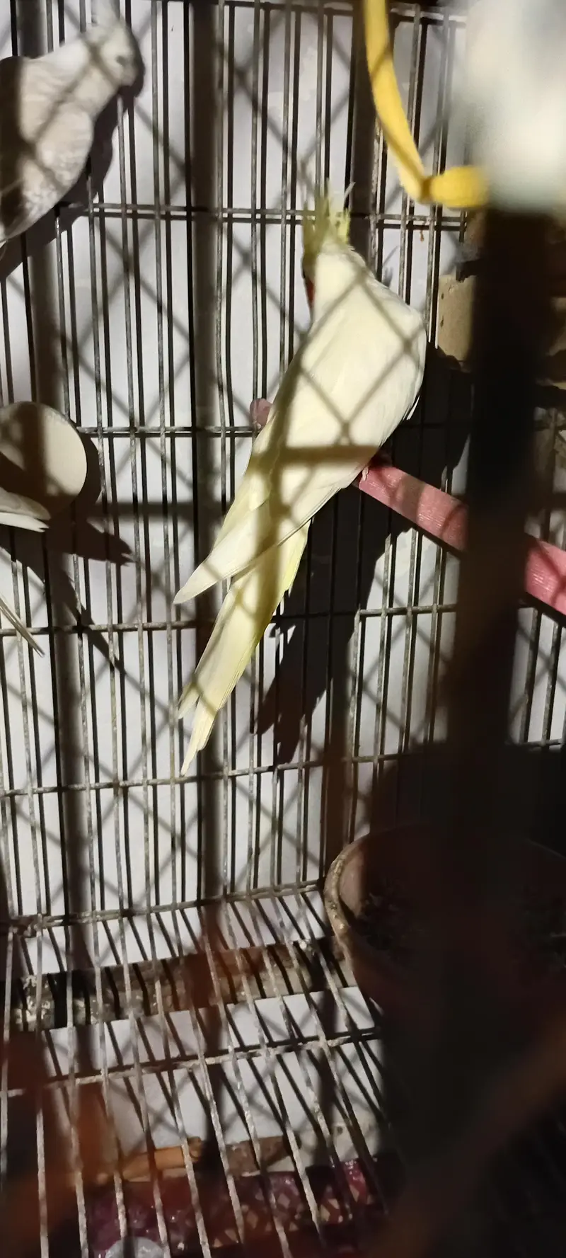 Cocktail And Ring Neck Breeder Pairs — photo 7