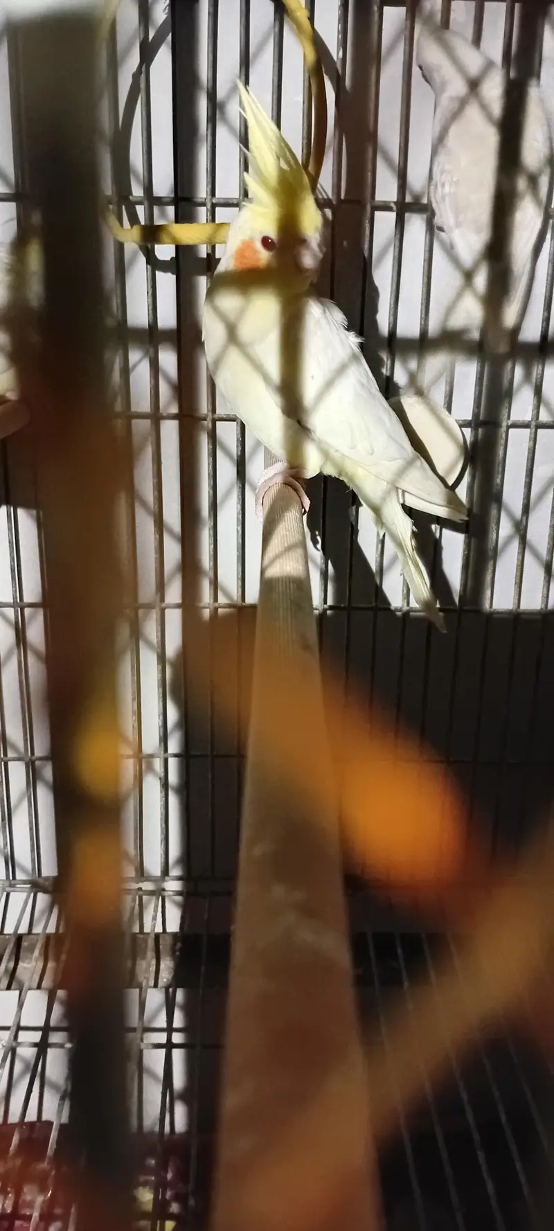 Cocktail And Ring Neck Breeder Pairs — photo 8