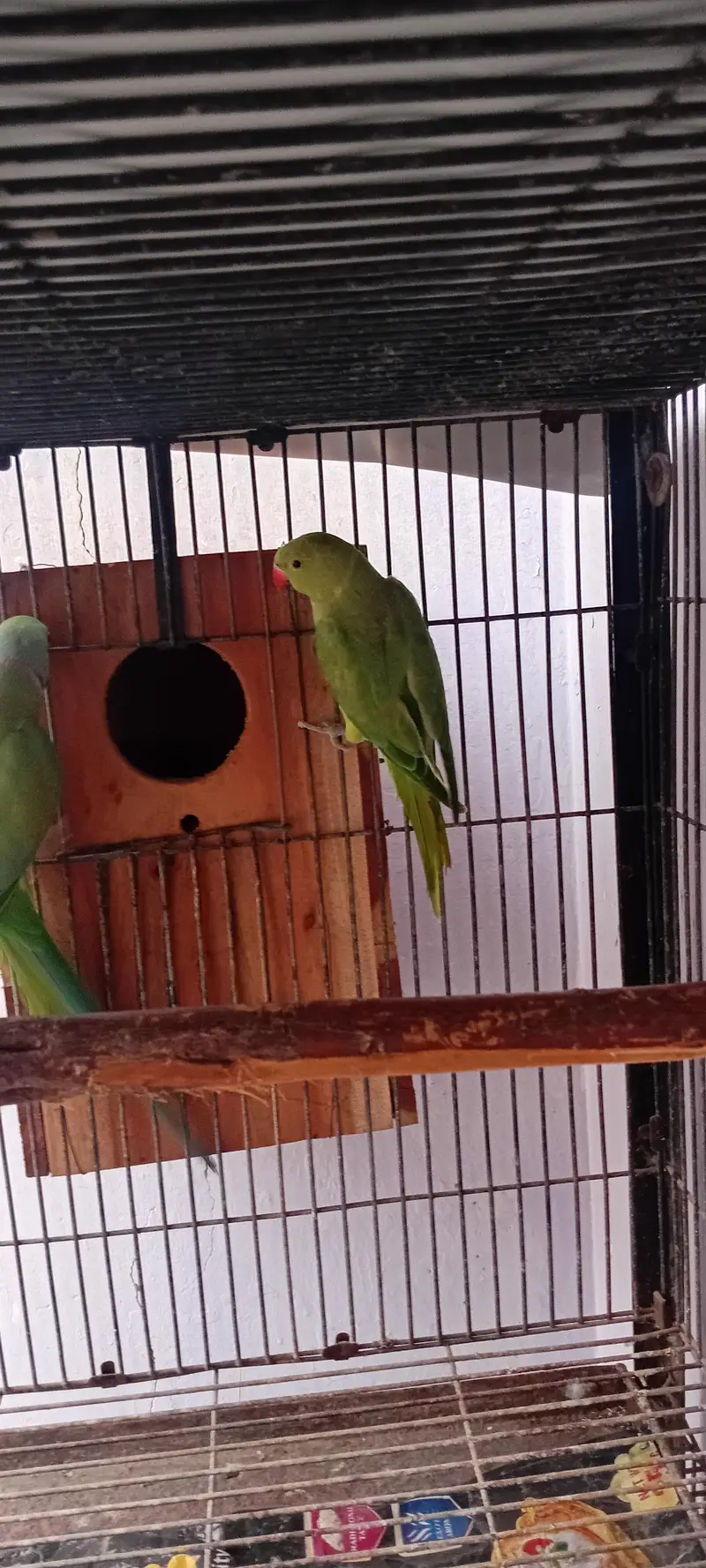 Cocktail And Ring Neck Breeder Pairs — photo 9