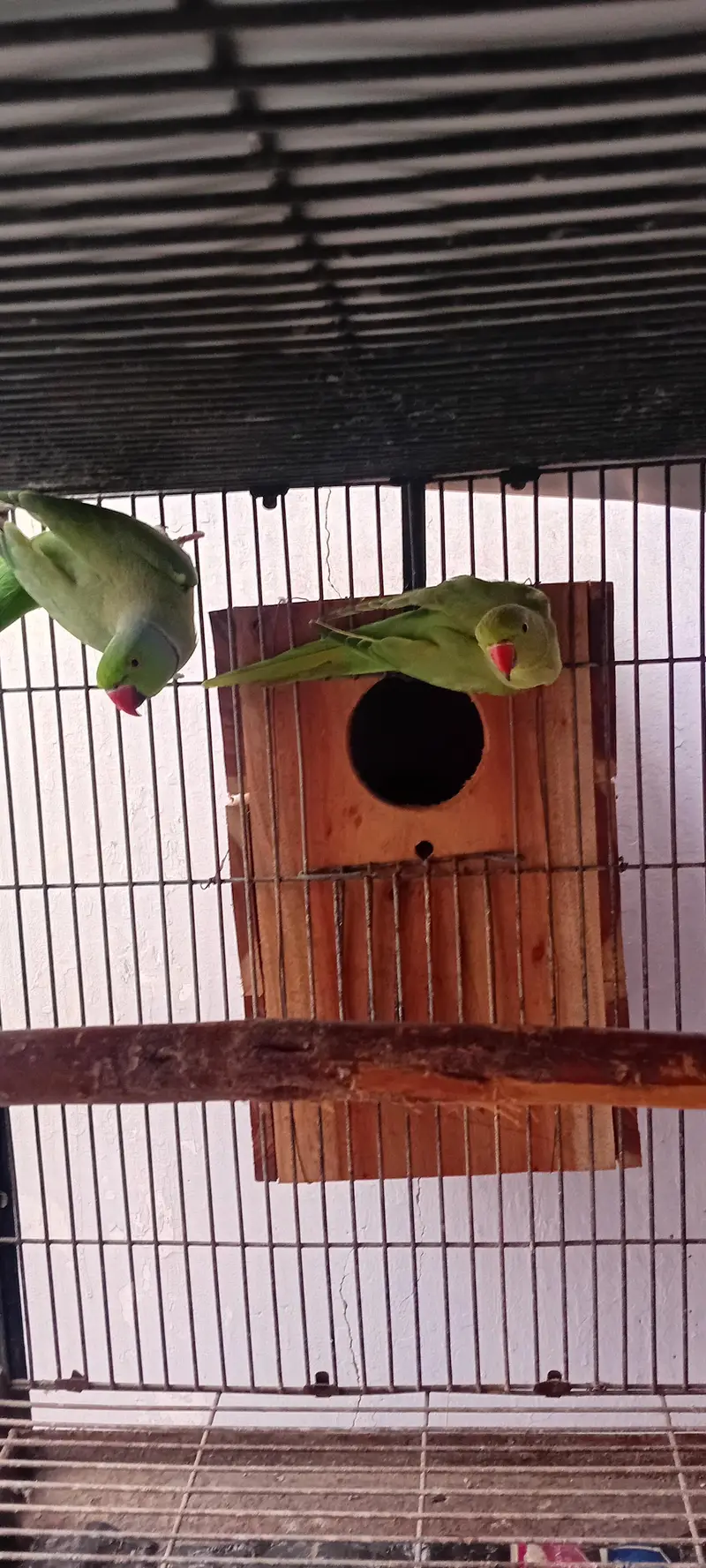 Cocktail And Ring Neck Breeder Pairs — photo 10