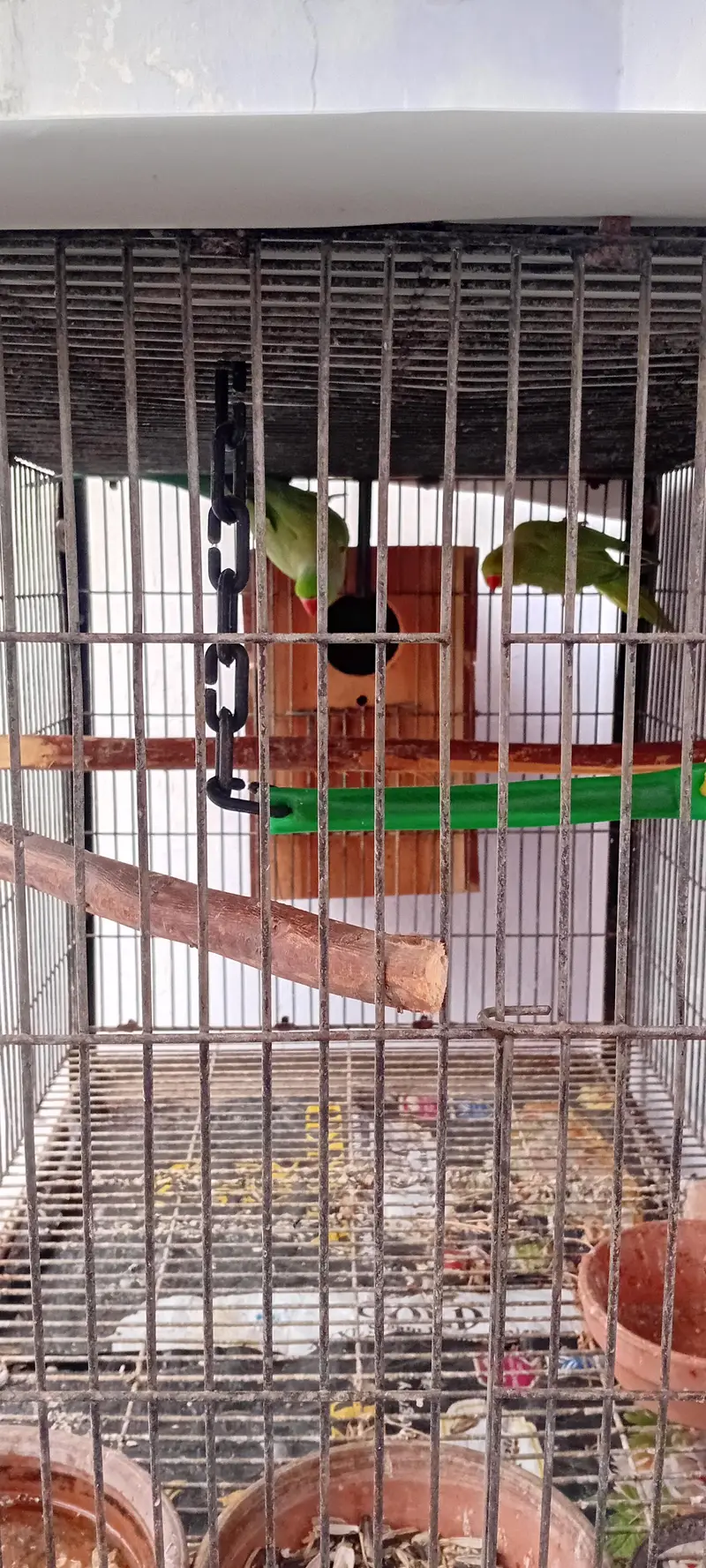 Cocktail And Ring Neck Breeder Pairs — photo 12