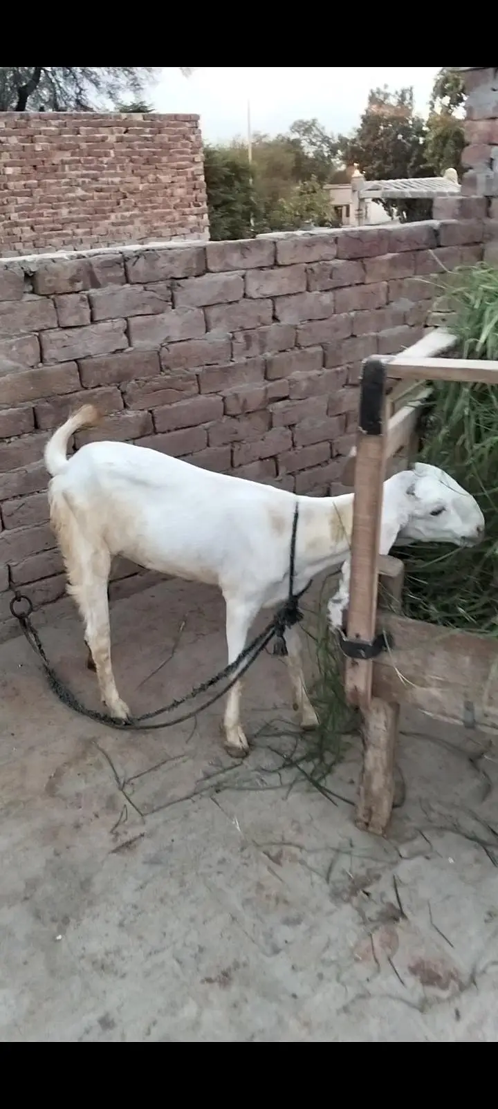 دو عدد راجن پور ی مکس بریڈ پٹھیں فور سیل  03097730156 — photo 4