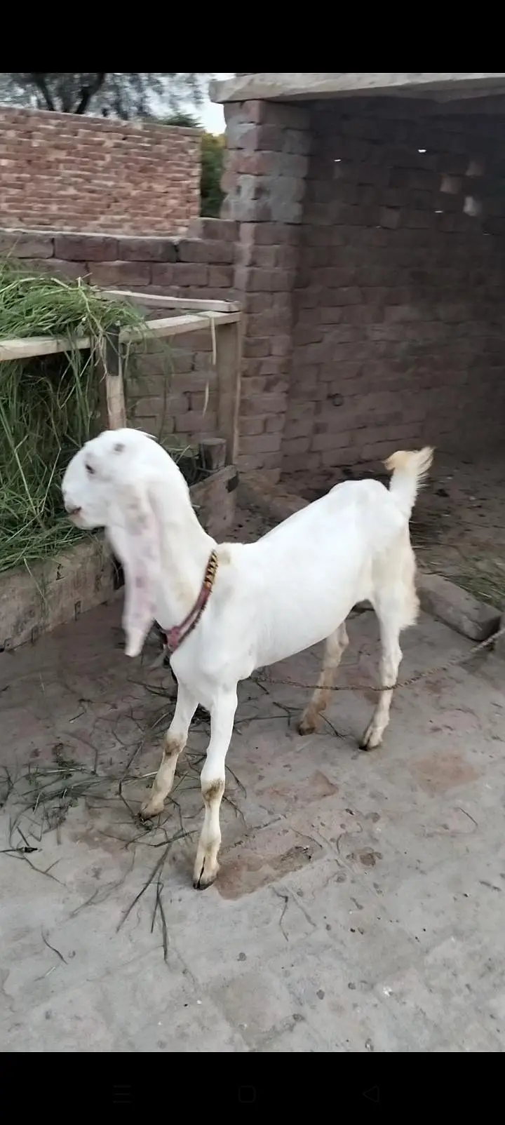 دو عدد راجن پور ی مکس بریڈ پٹھیں فور سیل  03097730156 — photo 5