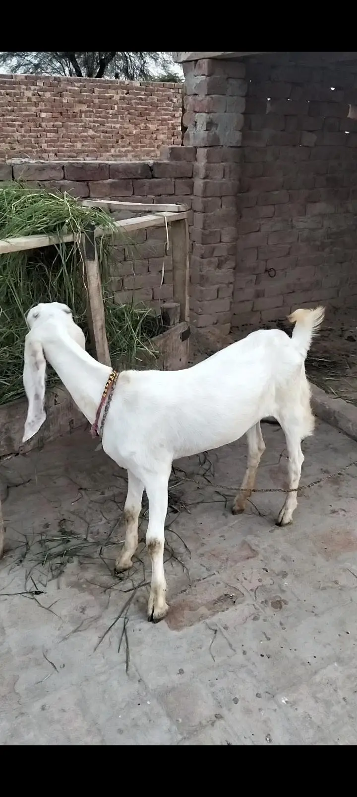 دو عدد راجن پور ی مکس بریڈ پٹھیں فور سیل  03097730156 — photo 6